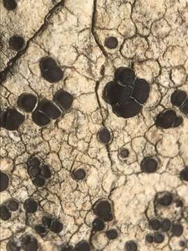 Image of Sarcogyne arenosa (Herre) K. Knudsen & Standley