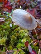 Image of Mycena megaspora Kauffman 1933