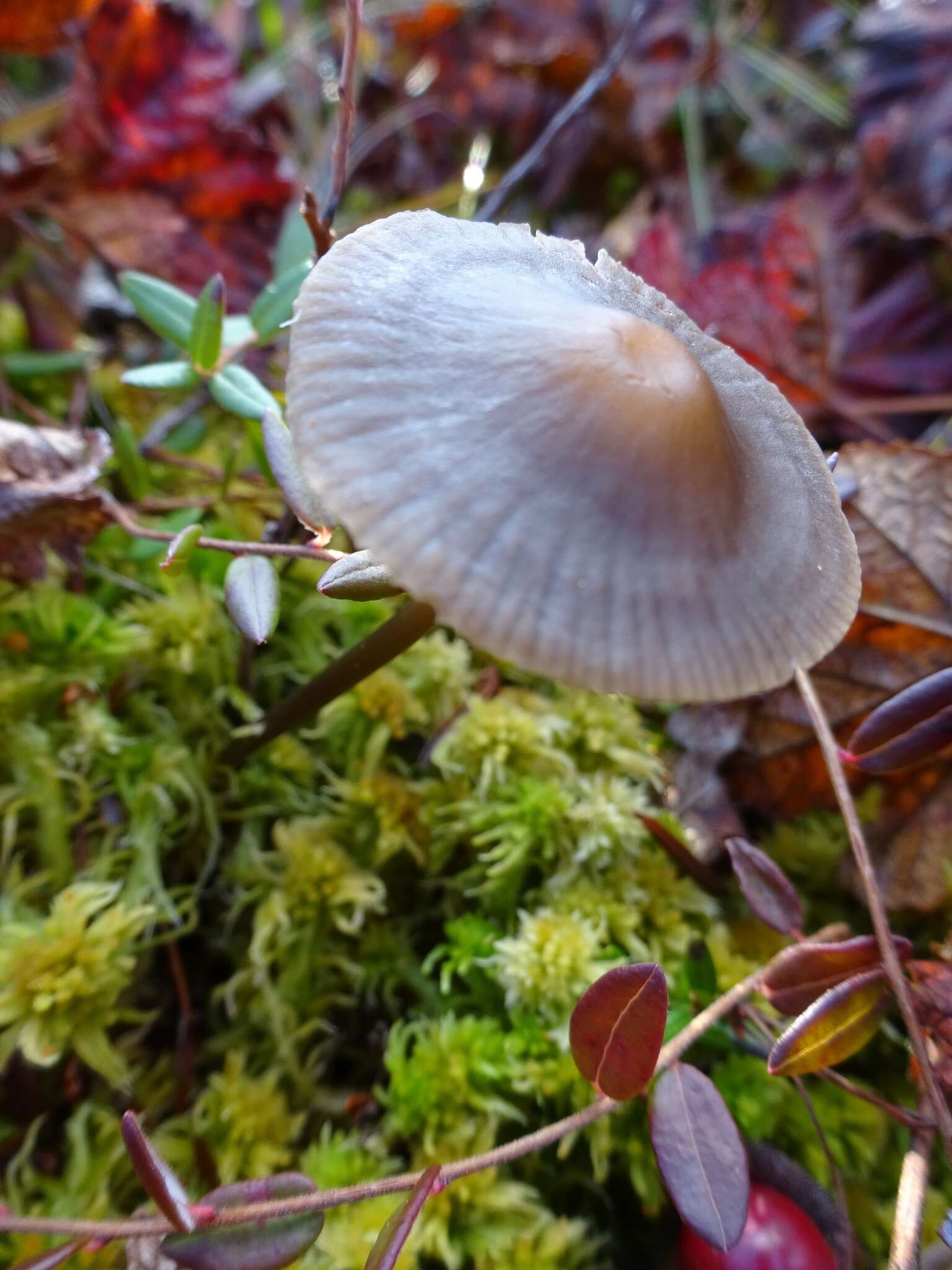 Image of Mycena megaspora Kauffman 1933