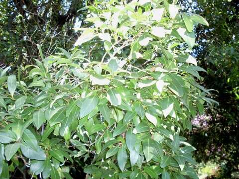 Image of Beilschmiedia elliptica C. T. White