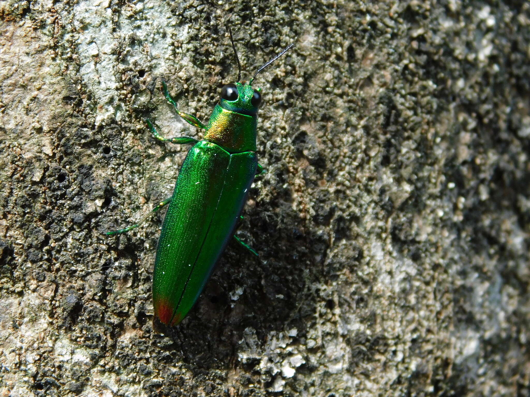 Image of Chrysochroa fulminans (Fabricius 1787)