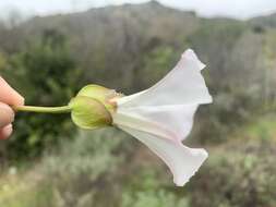 Image of island false bindweed