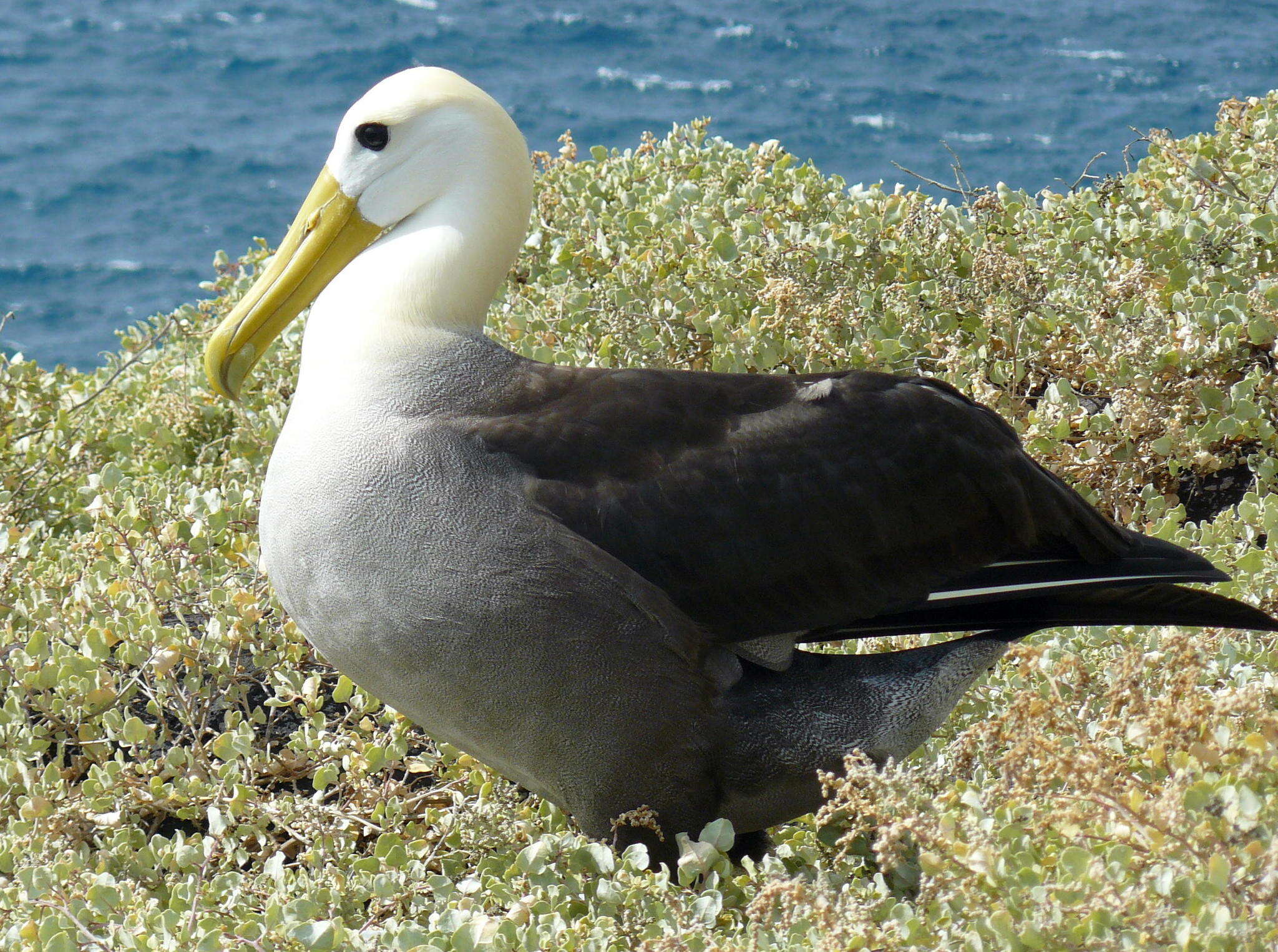 Image of Waved Albatross