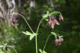 Image of Aquilegia oxysepala Trautv. & C. A. Mey.