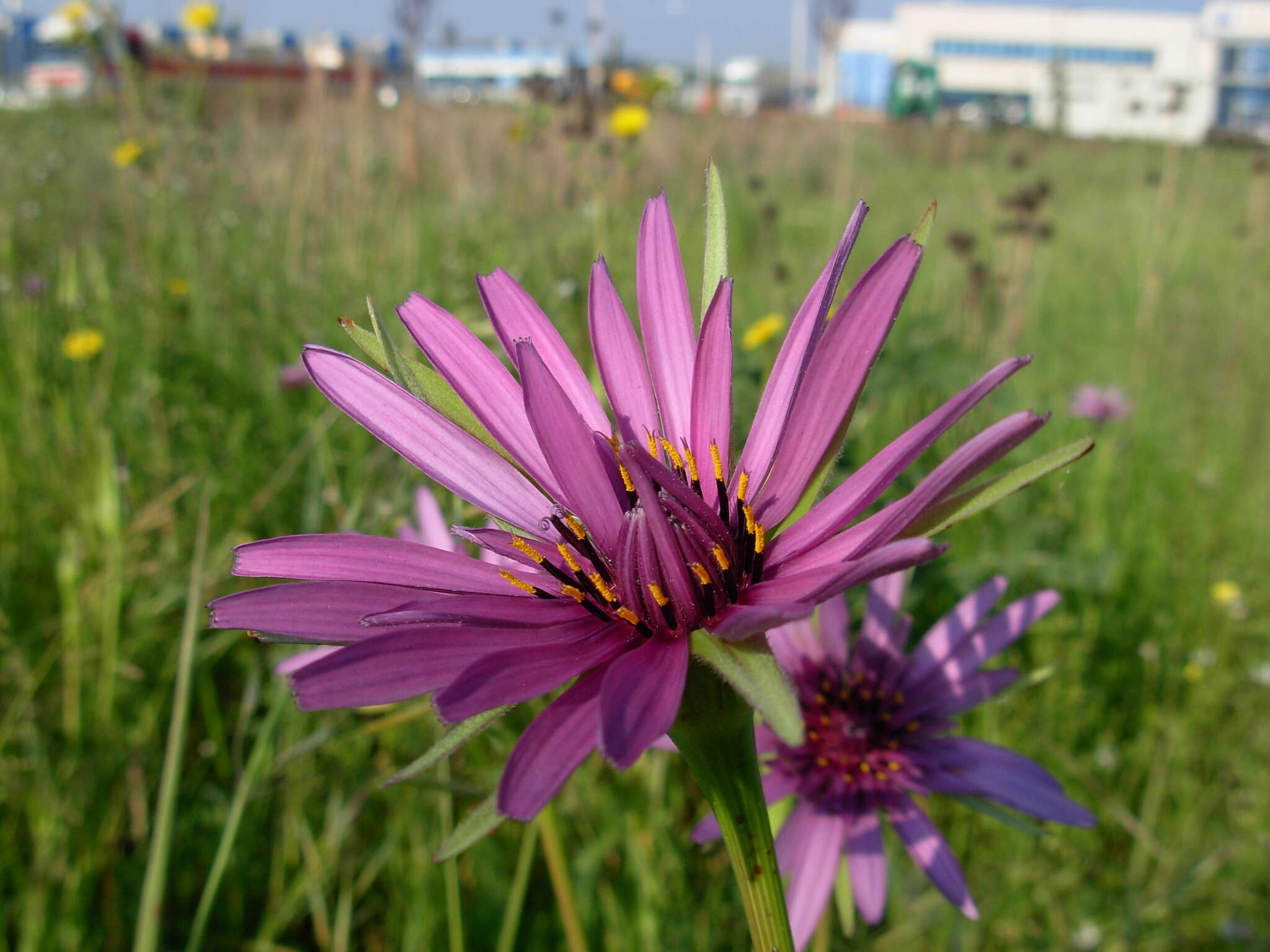 Image de Tragopogon porrifolius subsp. eriospermus (Ten.) Greuter