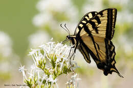 صورة Papilio rutulus Lucas 1852