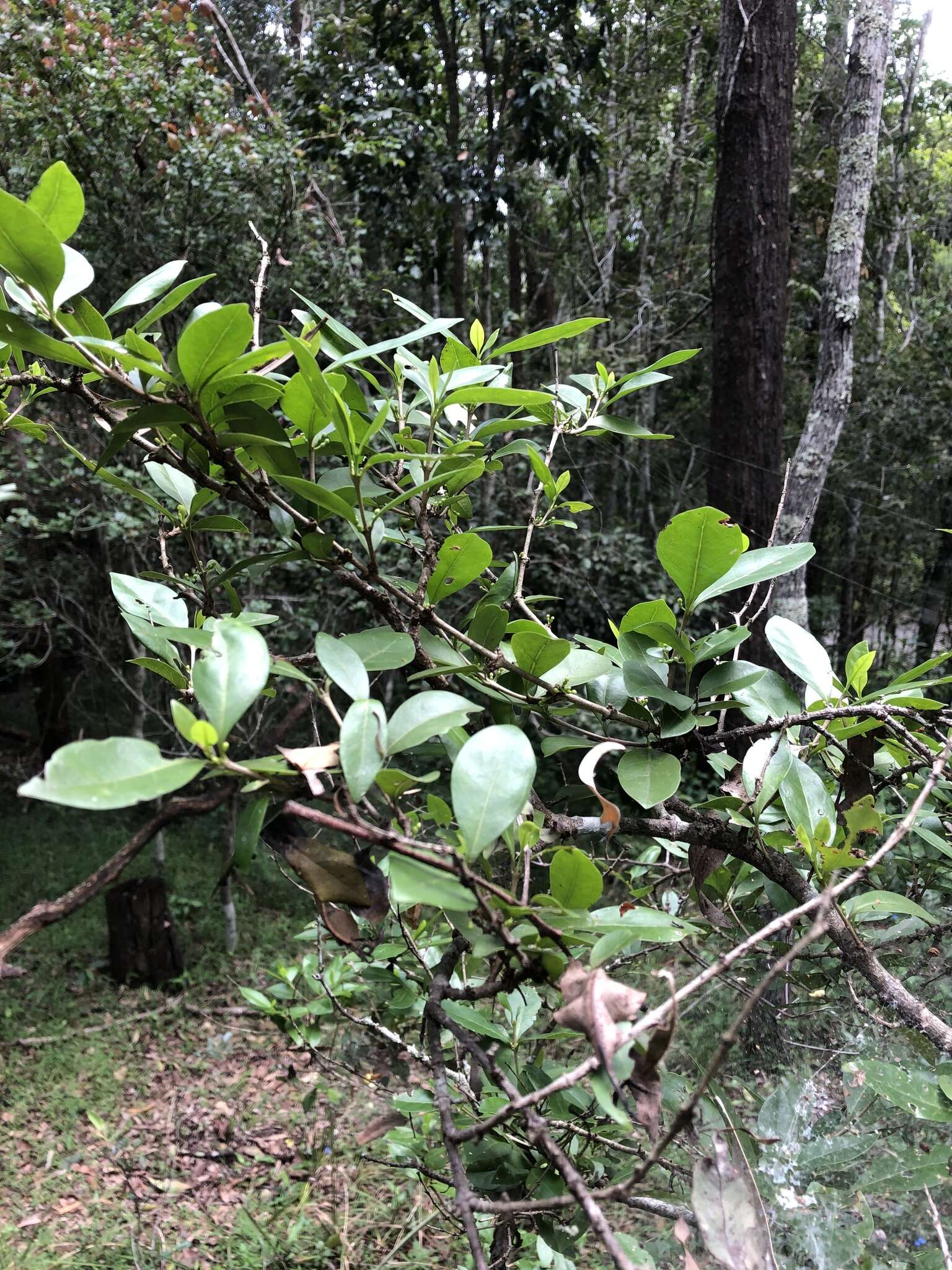 Image of Cyclophyllum coprosmoides (F. Muell.) S. T. Reynolds & R. J. F. Hend.