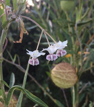 Plancia ëd Gomphocarpus physocarpus E. Meyer