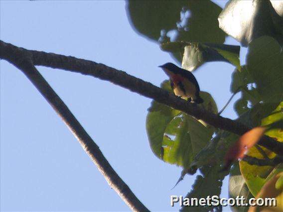 Image of Fire-breasted Flowerpecker
