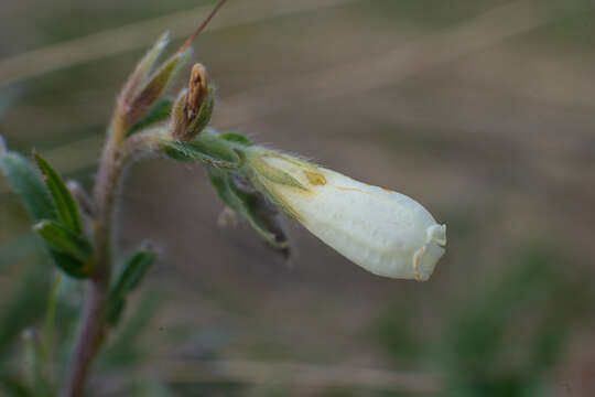 Image of Onosma simplicissima