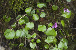 Pimpinella tripartita Kalenicz. resmi