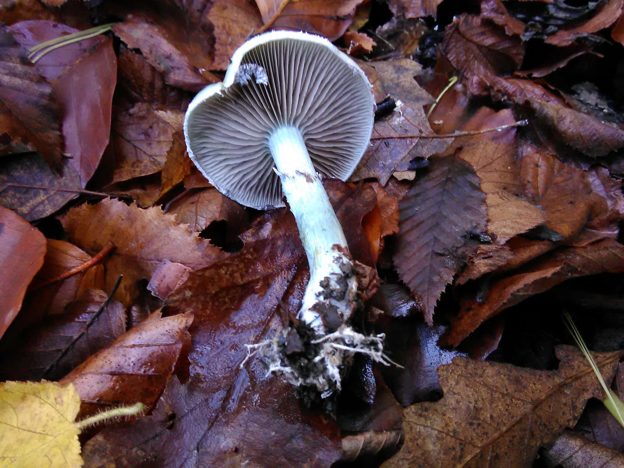 Plancia ëd Stropharia caerulea Kreisel 1979