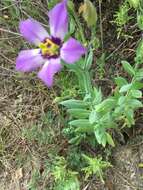 Image of Eustoma