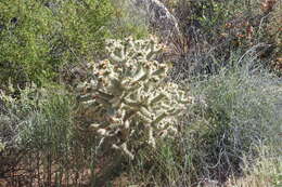 Image of Cylindropuntia alcahes var. alcahes