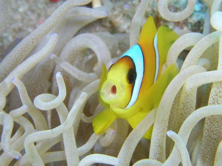 Image of Clownfish