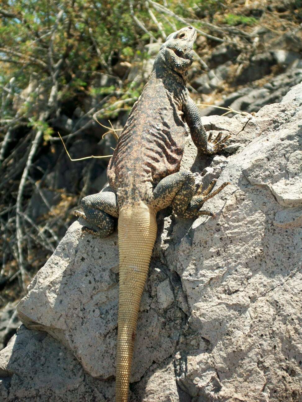 Image of Common Chuckwalla