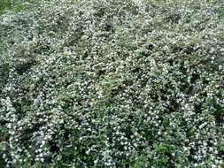 Image of coral beauty cotoneaster