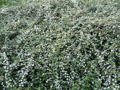 Image of bearberry cotoneaster