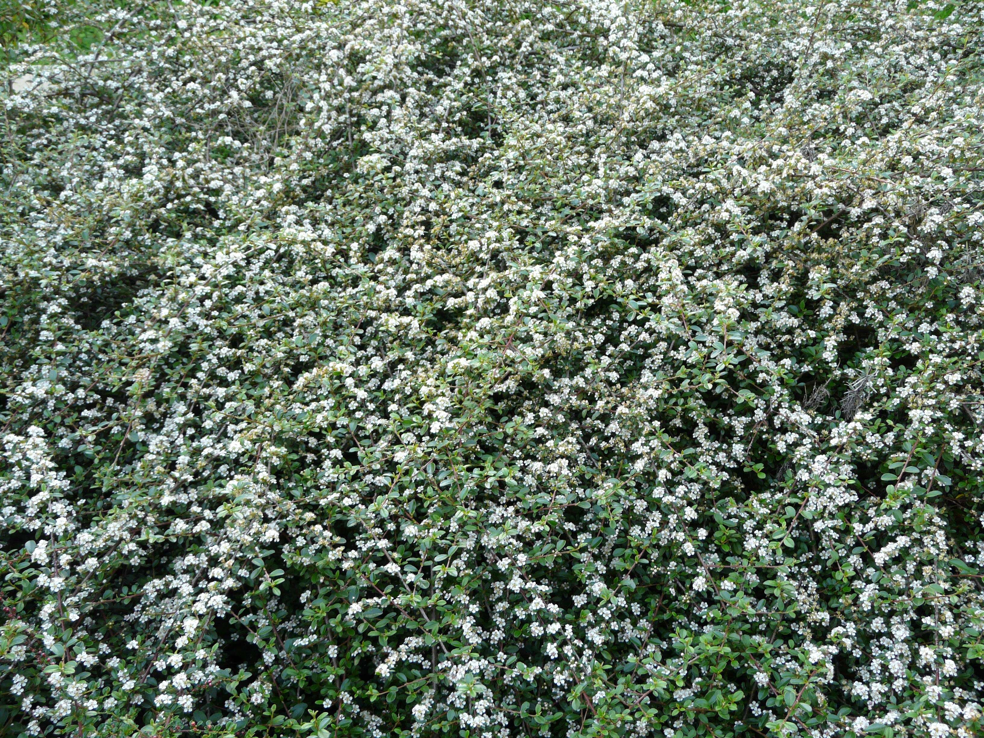 Image of coral beauty cotoneaster