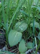 Image of Broadlipped twayblade