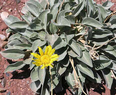 Image of nakedstem sunray