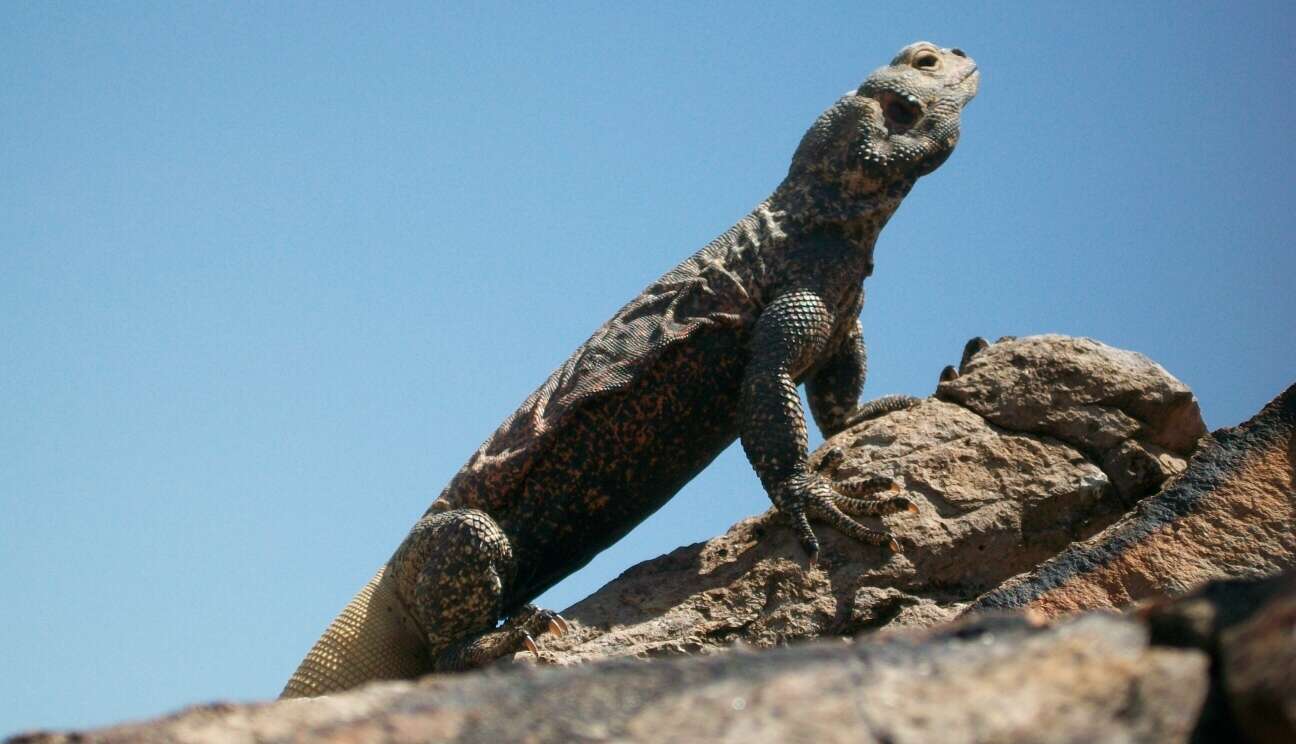 Image of Common Chuckwalla