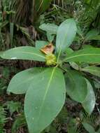 Image de Illicium parviflorum Michx.