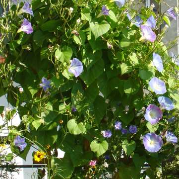 Image of Ololiuqui or Mexican Morning Glory