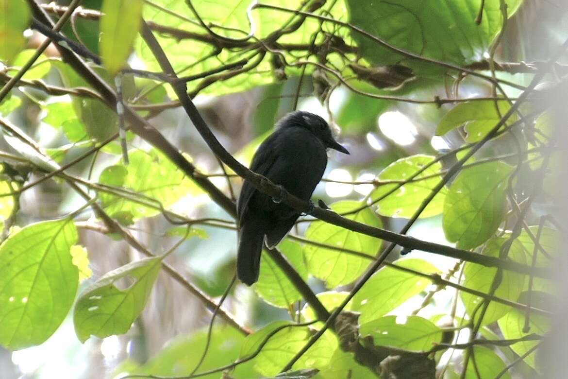 Image of Bluish-slate Antshrike