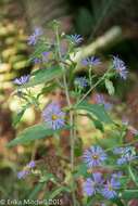 Image of purplestem aster