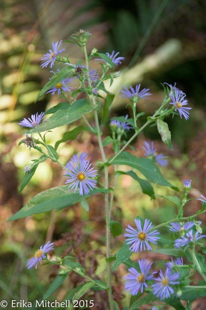 Image de Symphyotrichum puniceum (L.) A. Löve & D. Löve