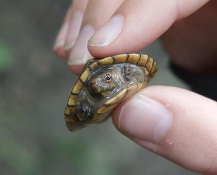 Image of Tabasco Mud Turtle