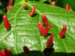 Sivun Eriophyoidea kuva