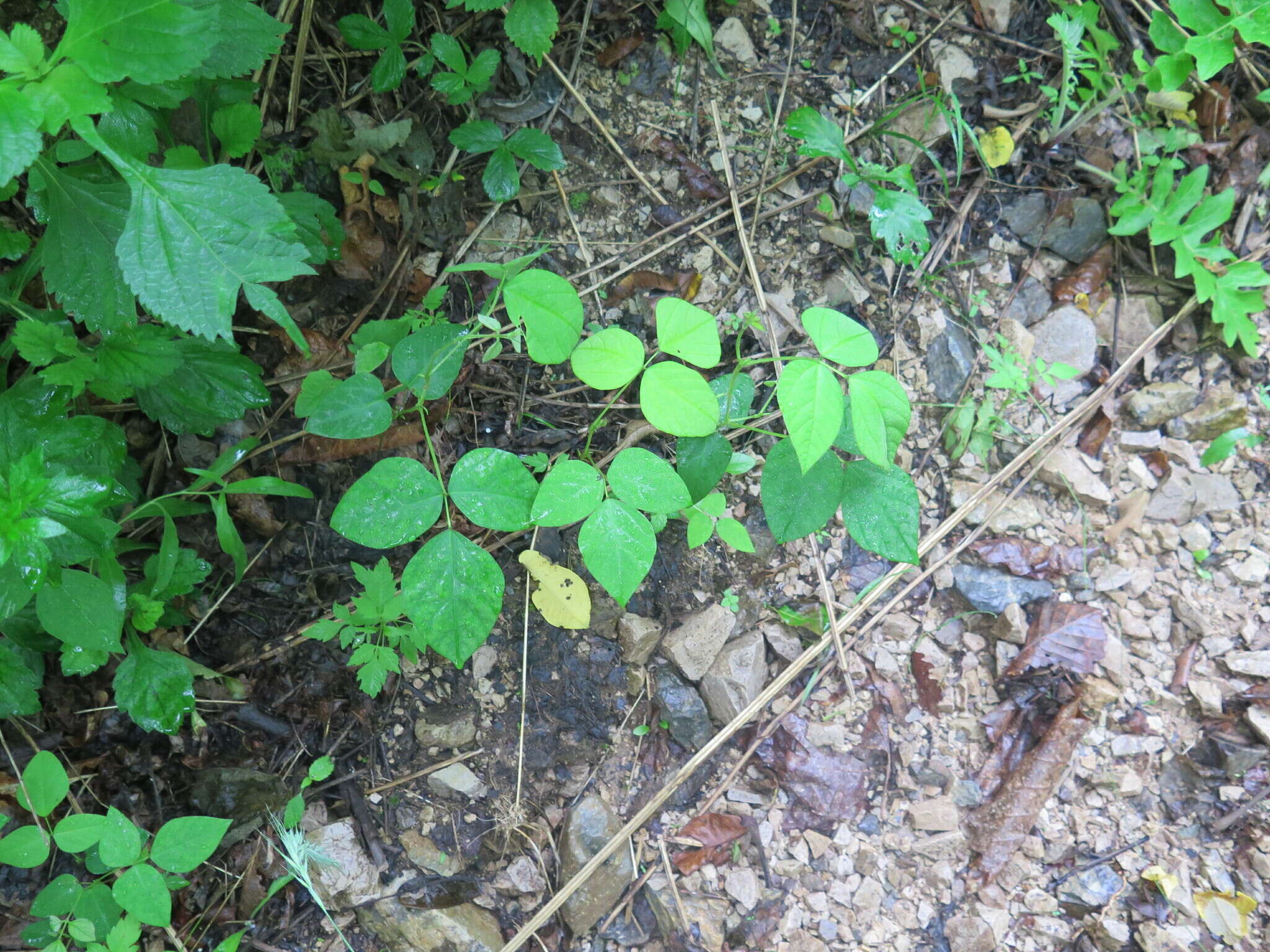 Image of Amphicarpaea bracteata subsp. edgeworthii (Benth.) H. Ohashi