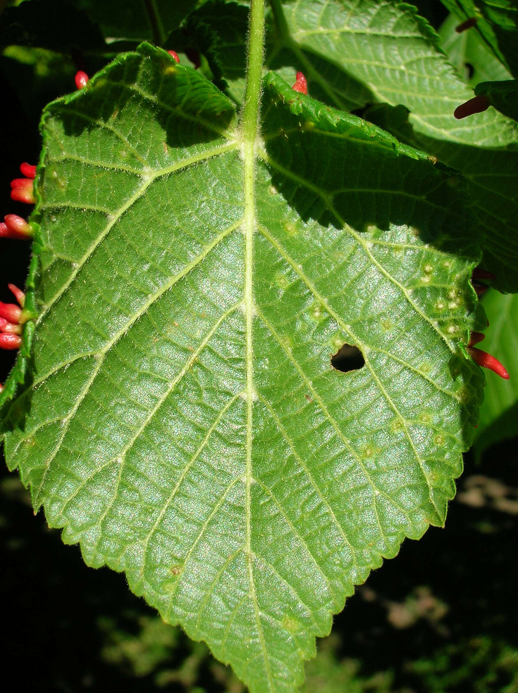 Image of Eriophyes tiliae