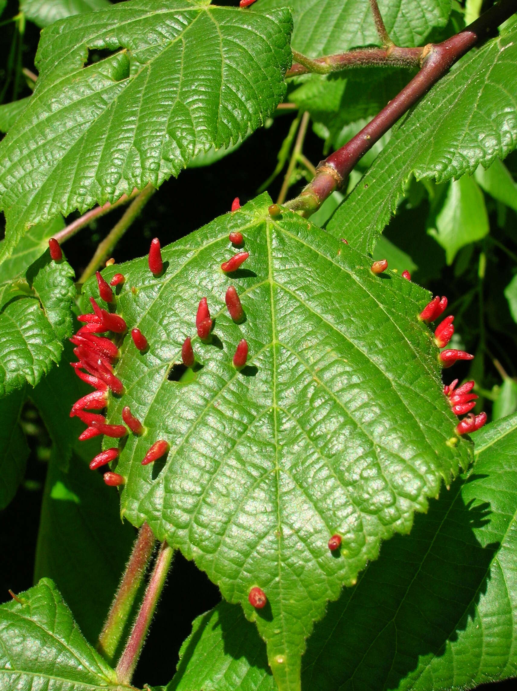 Image of Eriophyes tiliae