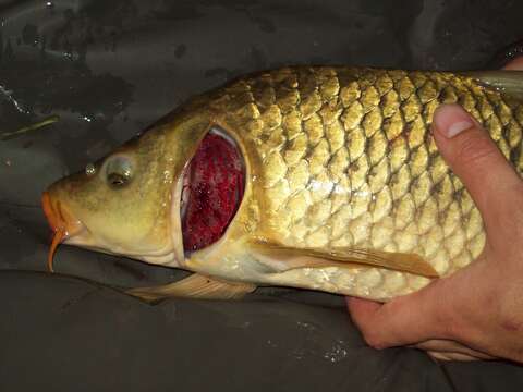 Image of common carp, carp