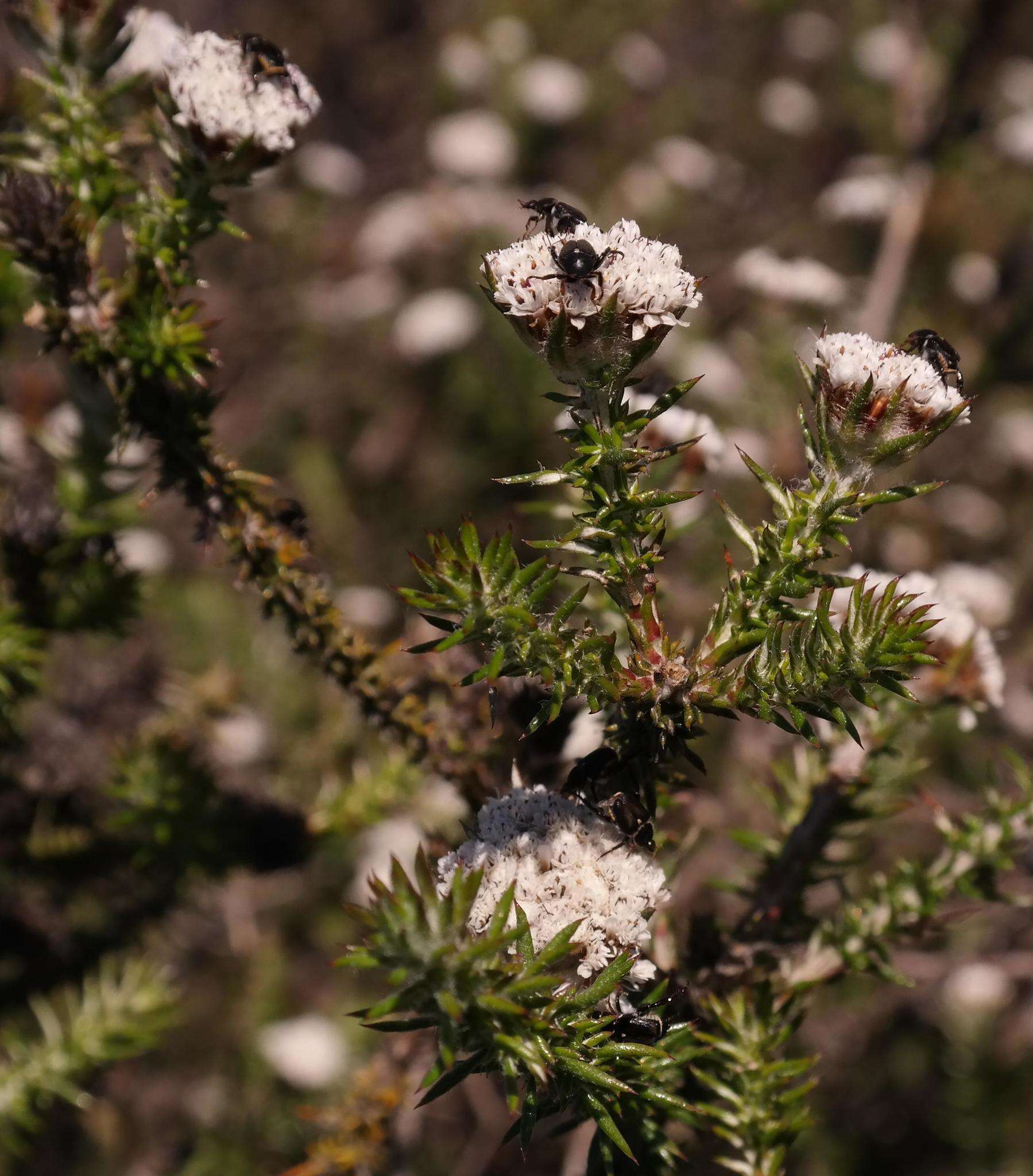 Image of Metalasia capitata (Lam.) Less.