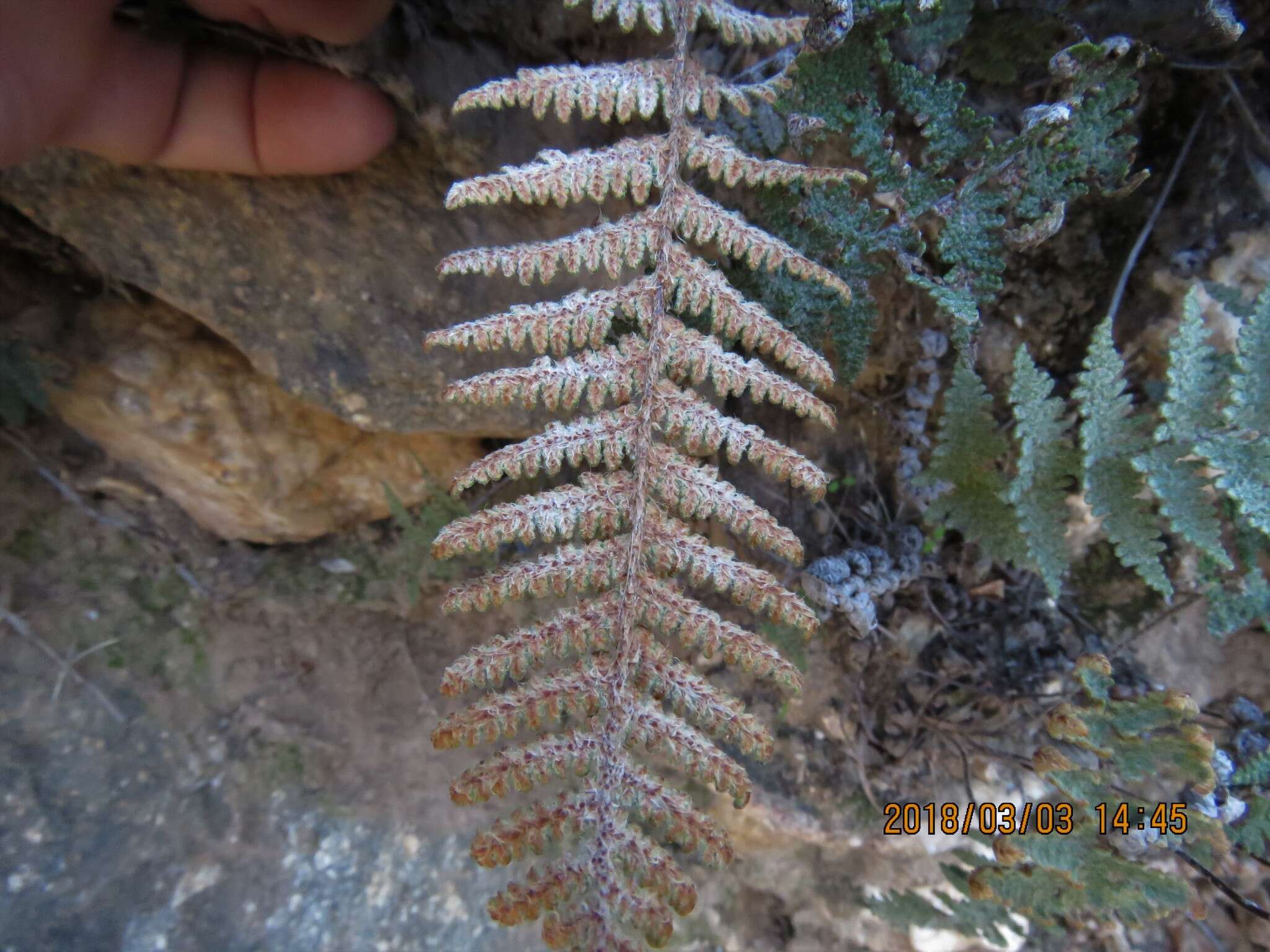 Myriopteris lindheimeri (Hook.) J. Sm. resmi