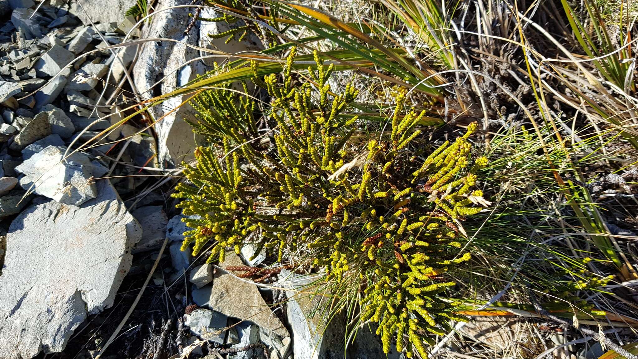 Sivun Veronica hectorii subsp. hectorii kuva