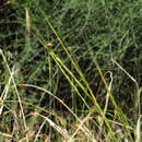 Image of goatgrass