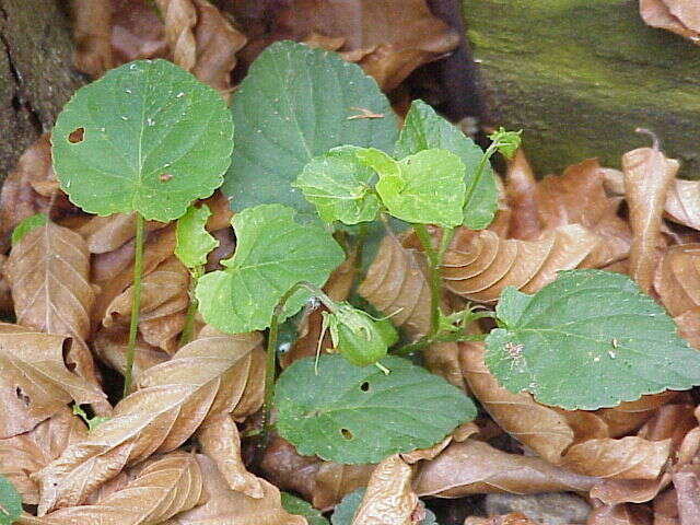 Image of dog violet