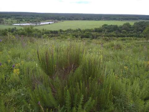 صورة Artemisia salsoloides Willd.