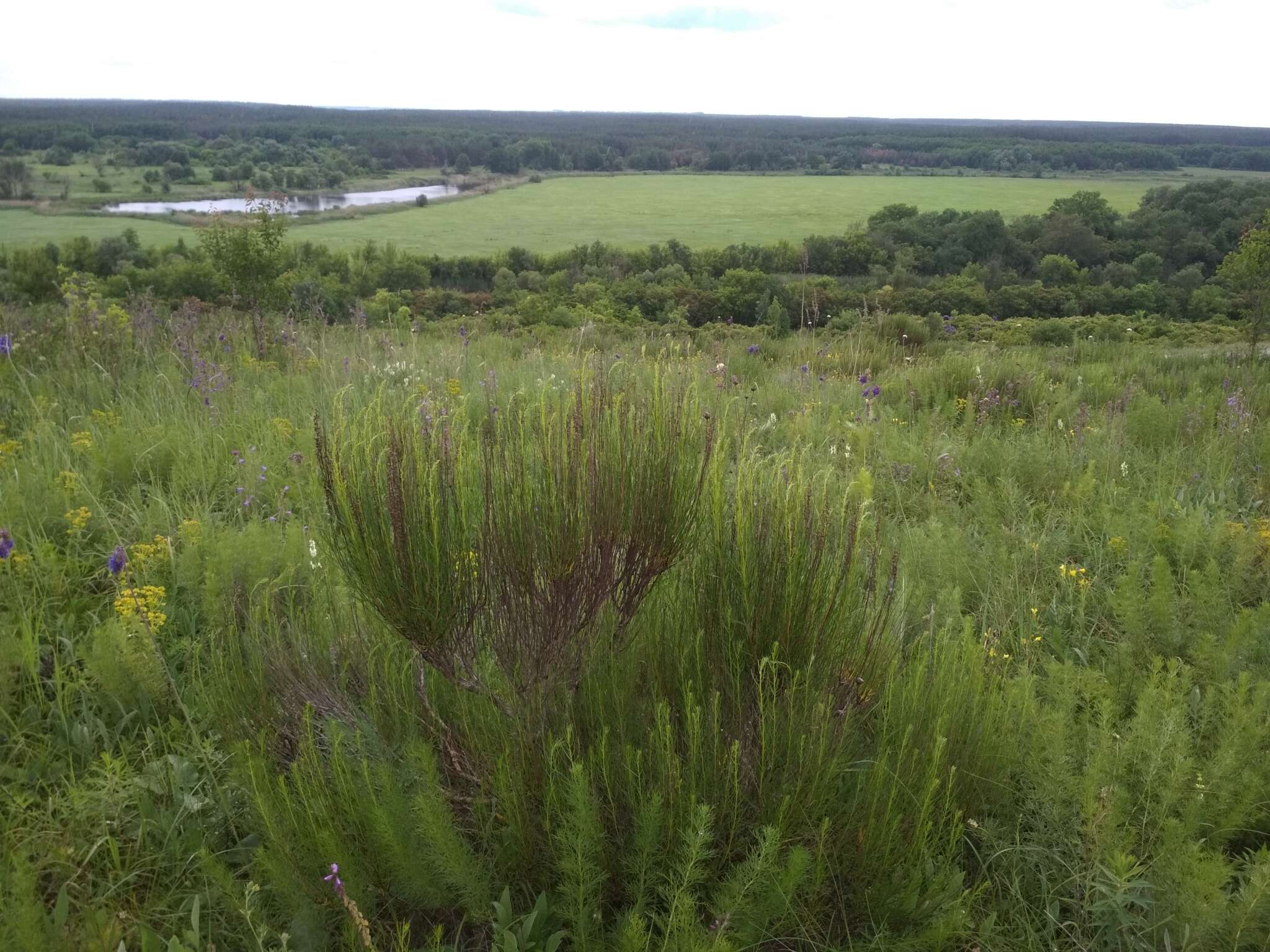 صورة Artemisia salsoloides Willd.