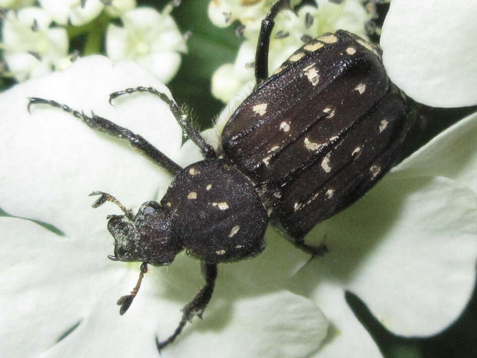 Image de Gnorimus subopacus Motschulsky 1860