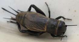 Image of Field cricket