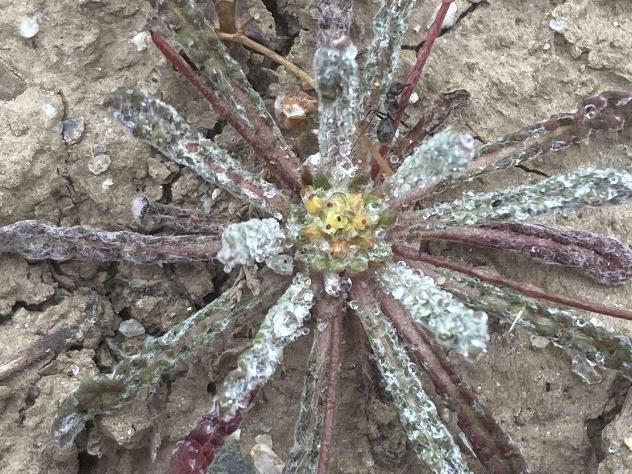 Image of cottonheads