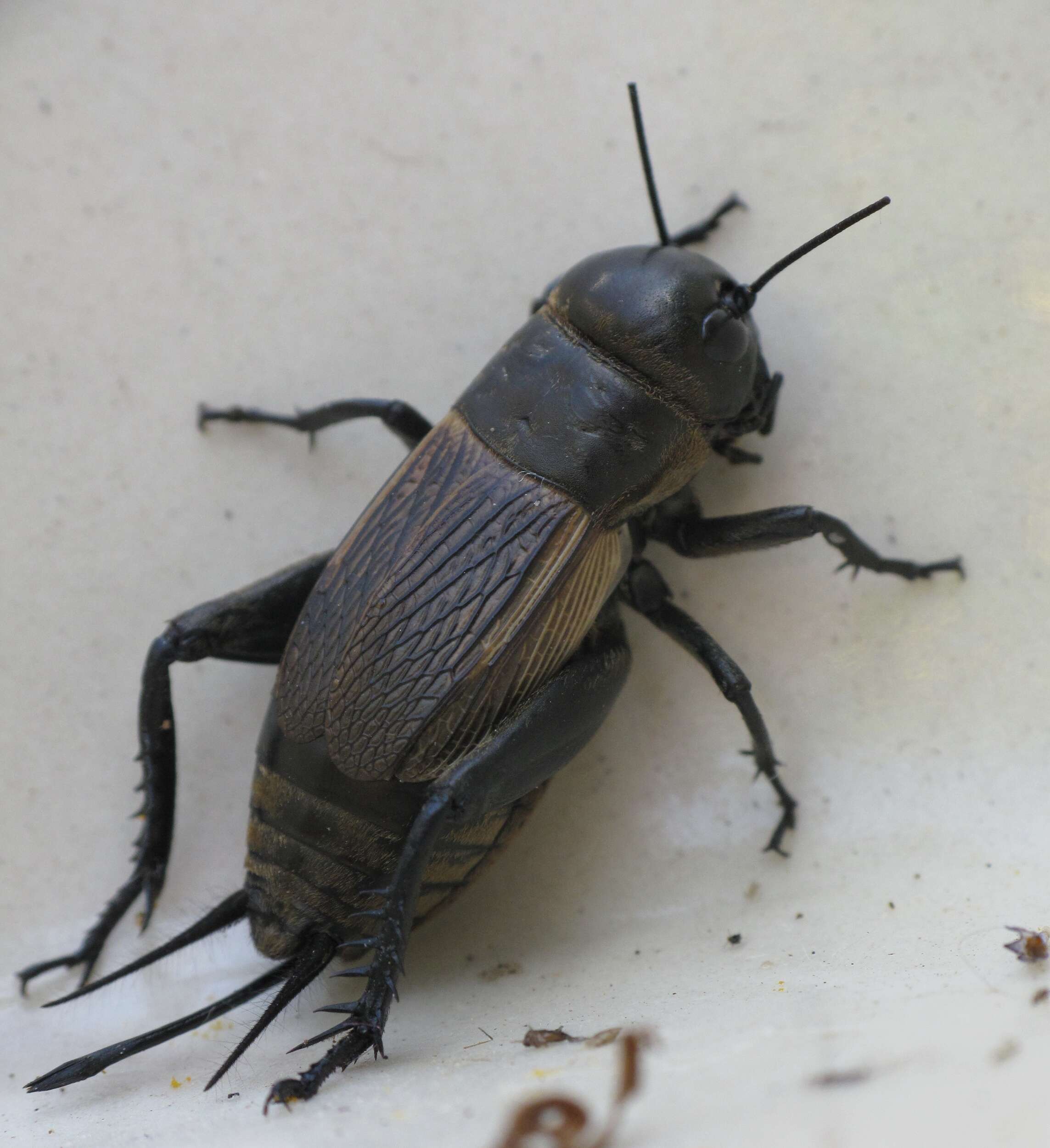 Image of Field cricket