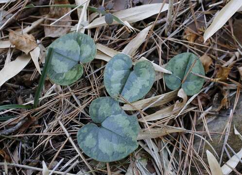 Image of Asarum fauriei var. takaoi (F. Maek.) T. Sugaw.