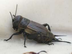 Image of Field cricket